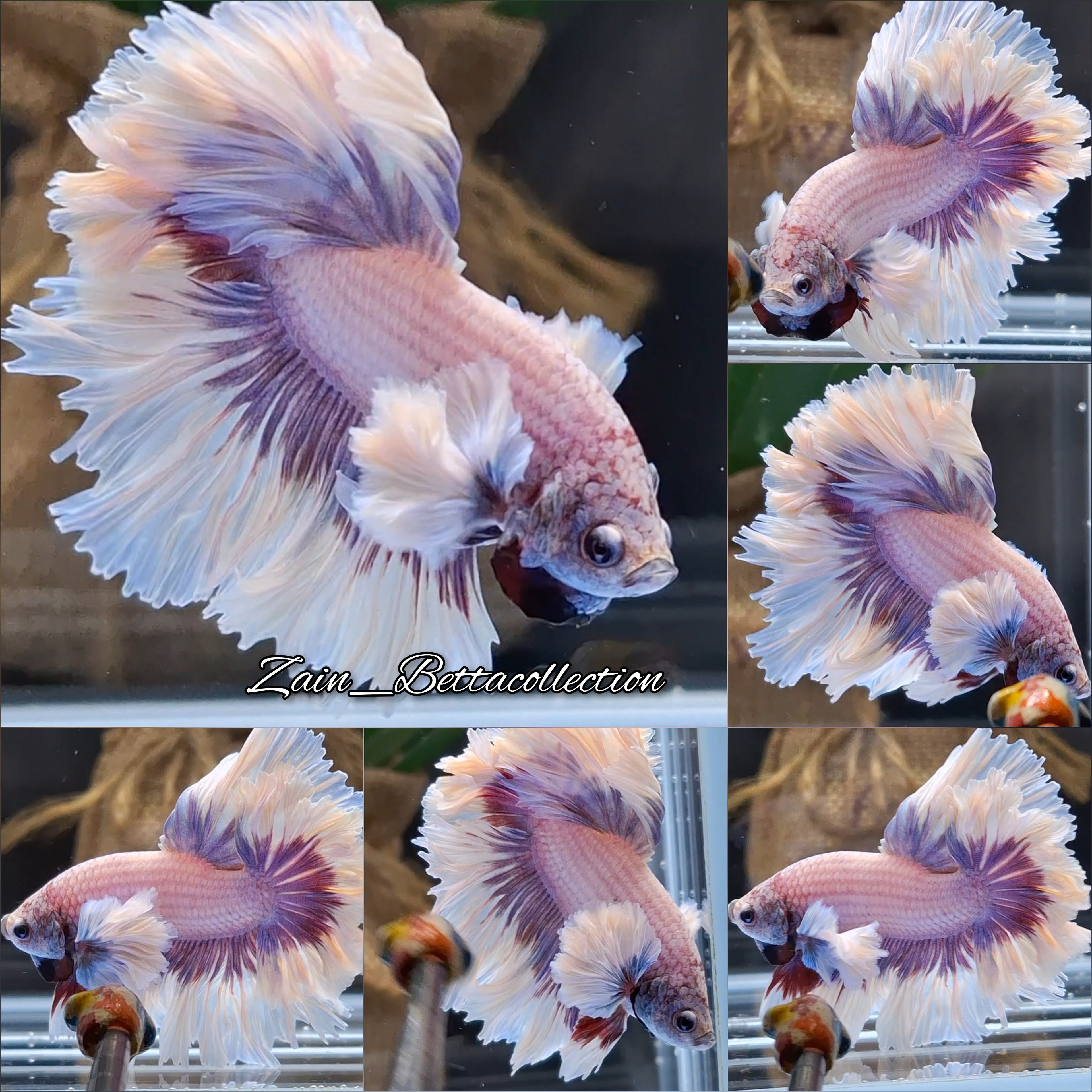 King Feathertail Dumbo Rose Ear Pink Premium Betta Fish Male