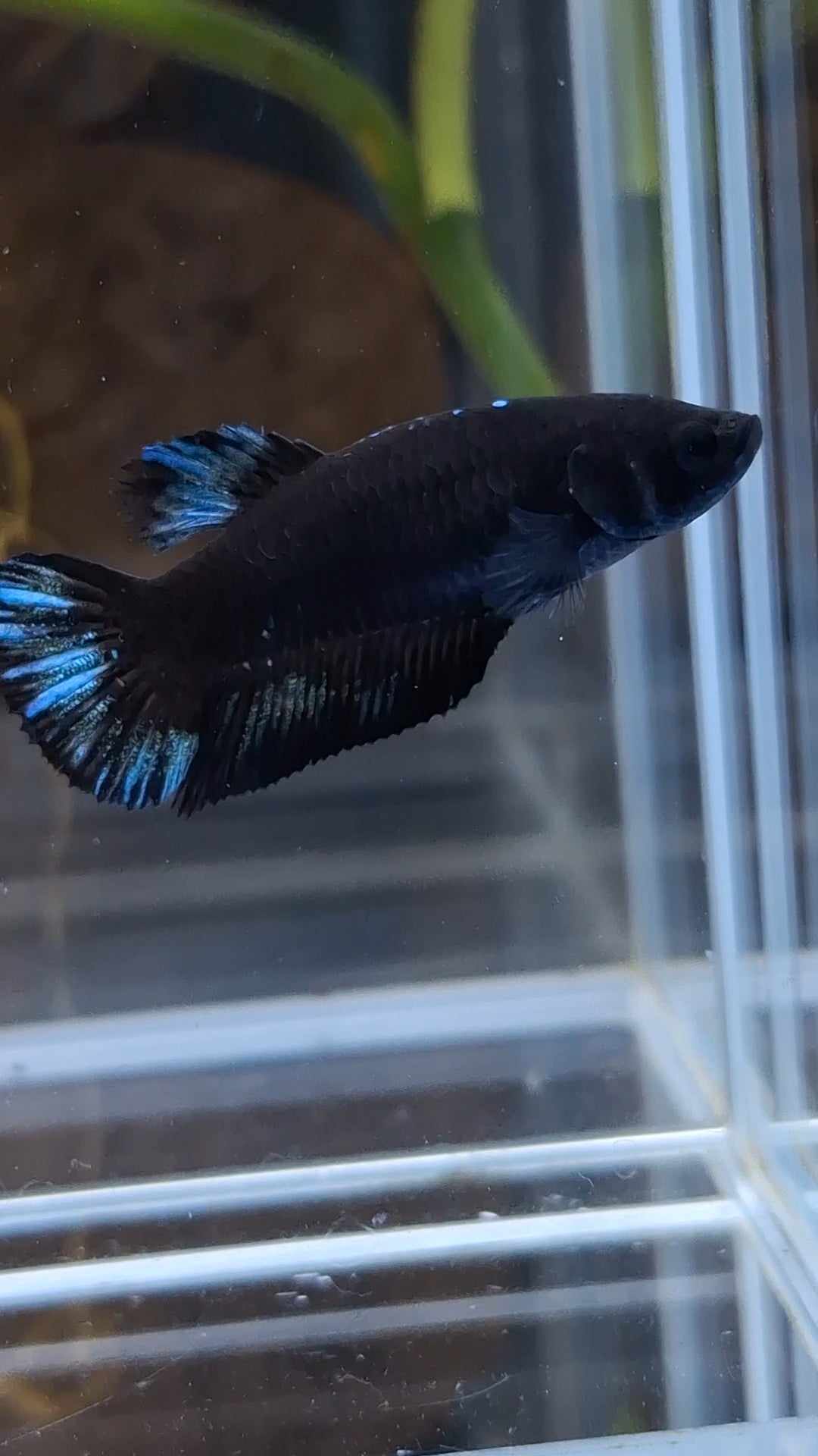 Avatar Black Blue Light Plakat Female Betta Fish For Sorority / Breed