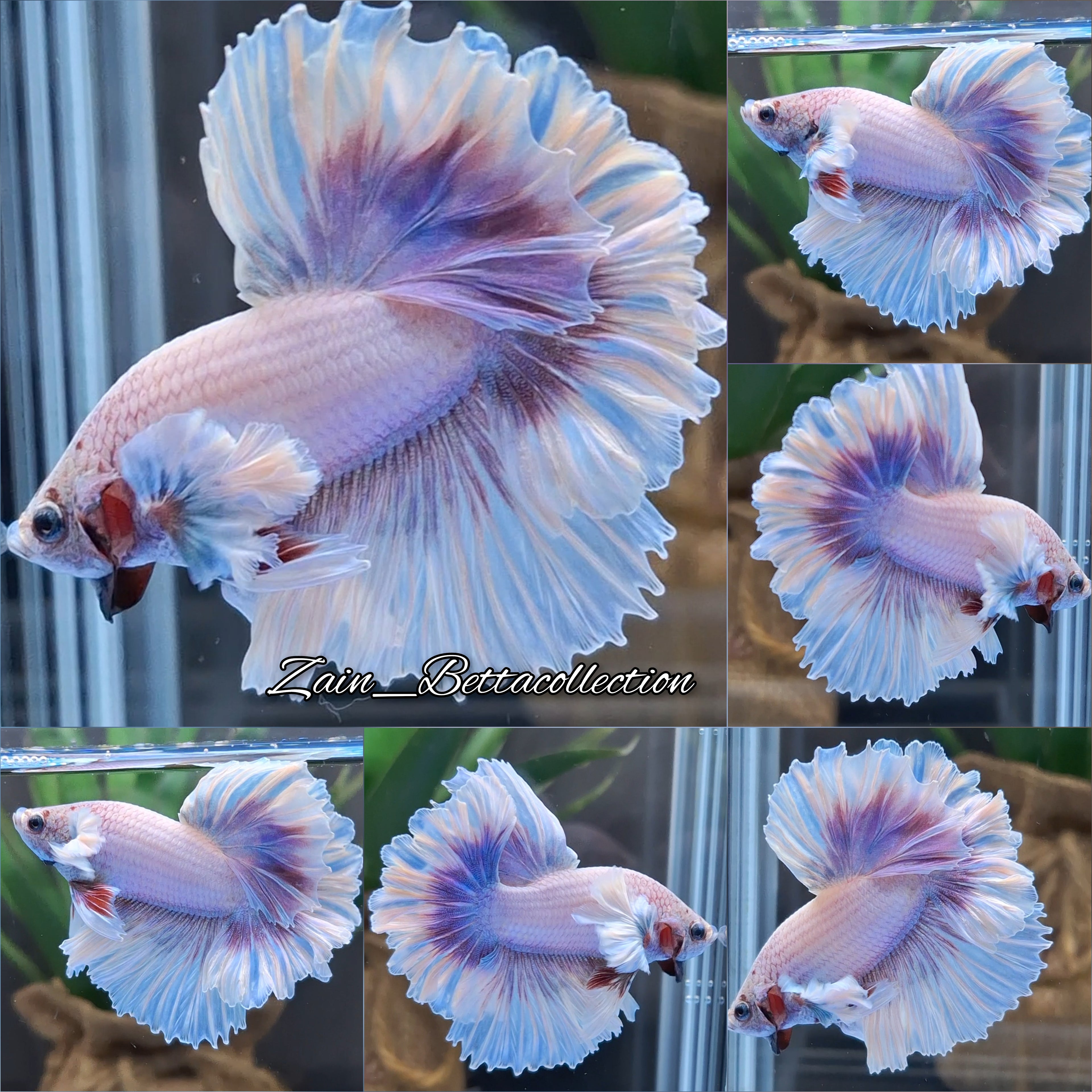 King Feathertail Dumbo Rose Ear Pink Purple Aurora Premium Betta Fish Male