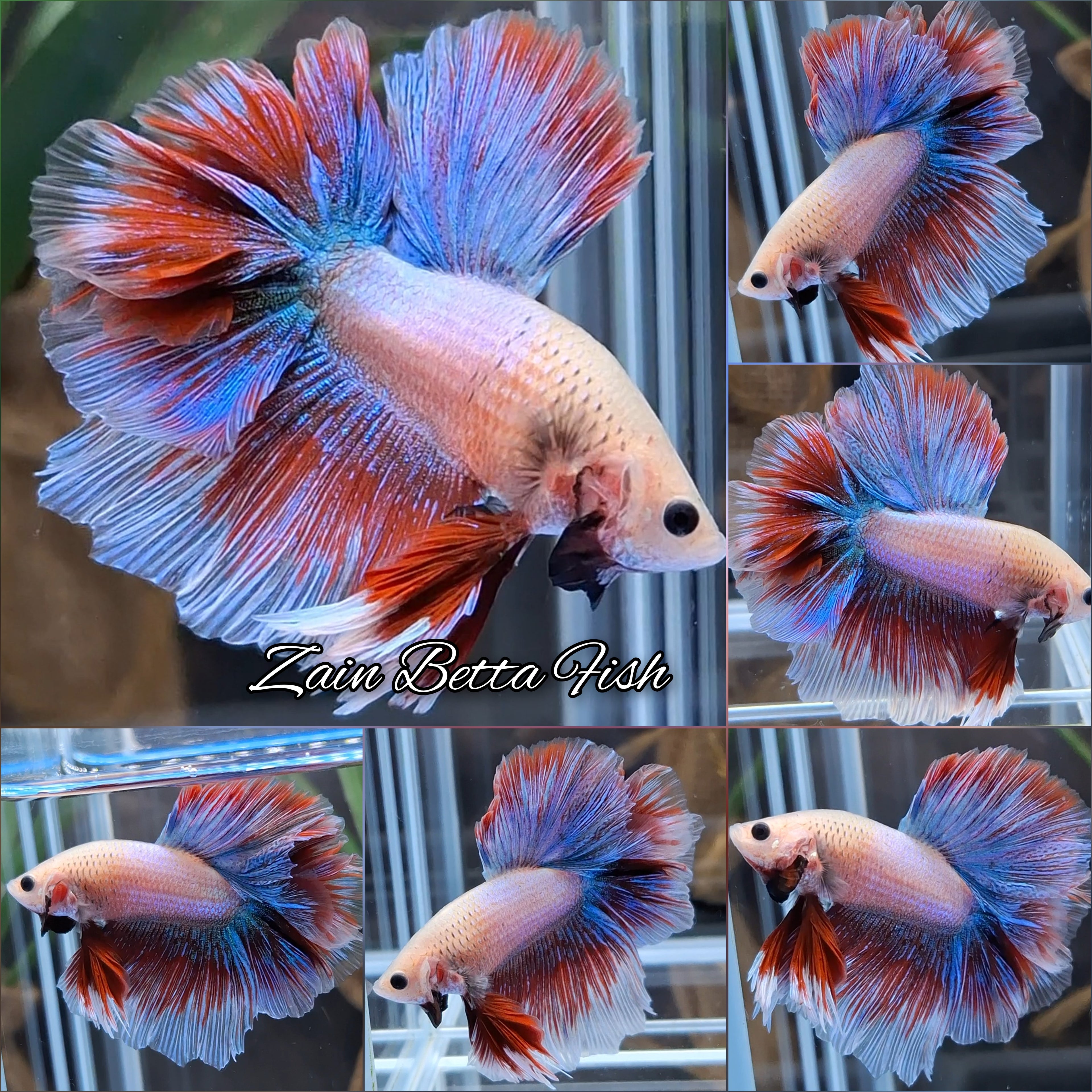 Aurora King Rosetail Halfmoon Betta Fish Male