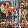 Fancy Candy Fire Copper Variant HMPK Betta Fish Male