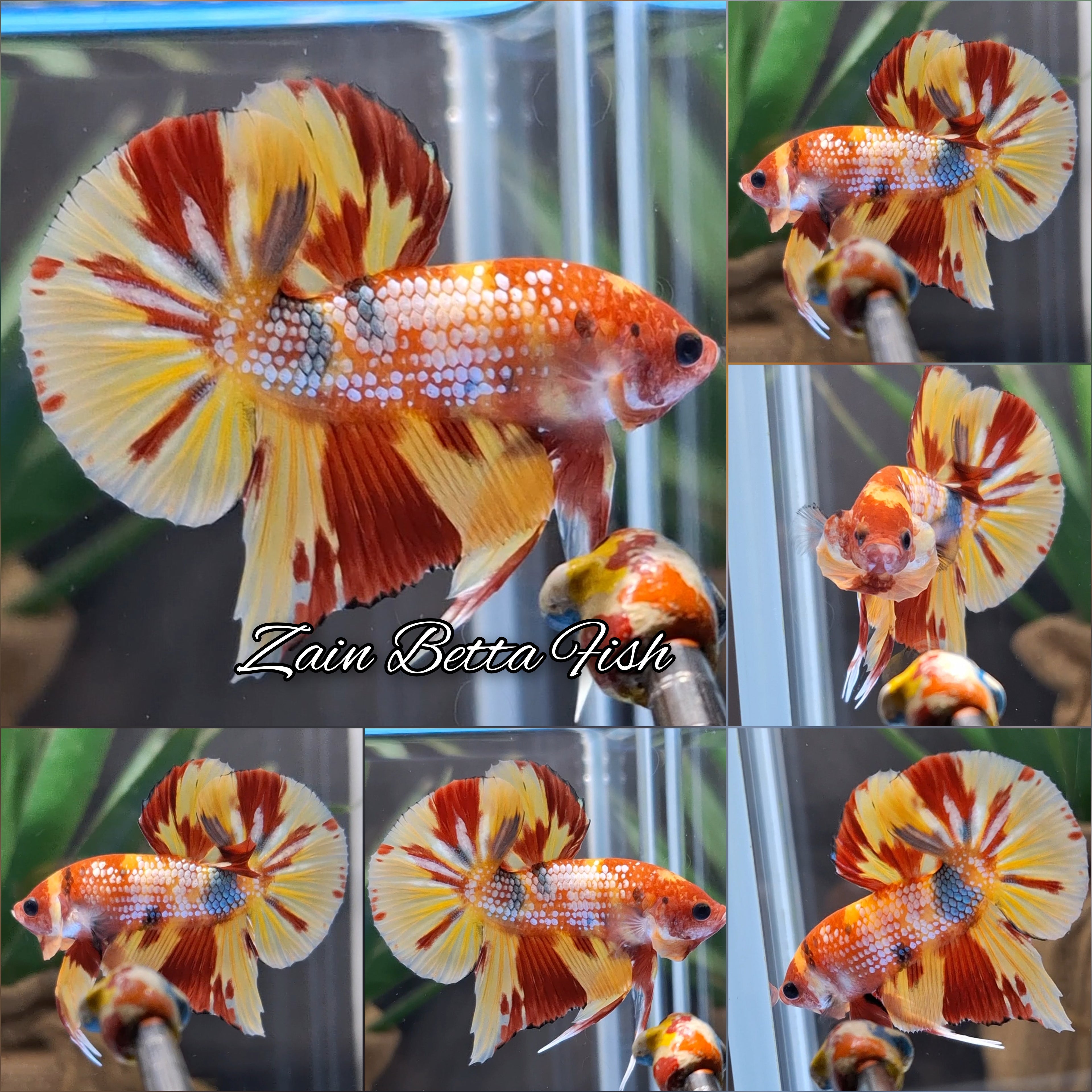 Fancy Candy Fire Copper Variant HMPK Betta Fish Male