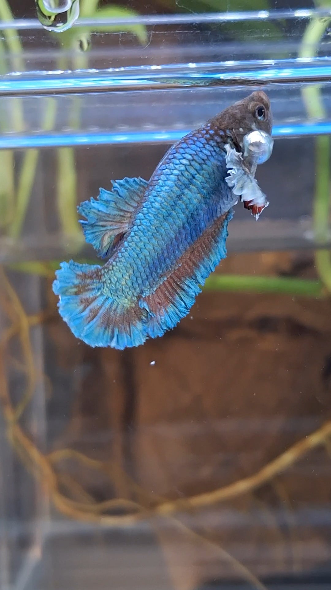 King Feathertail Rose Dumbo Ear Green Turquoise Female Betta Fish For Sorority / Breed