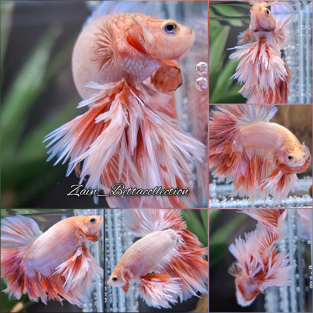 King Rosetail Pink Color Super Rare Premium Betta Fish Male