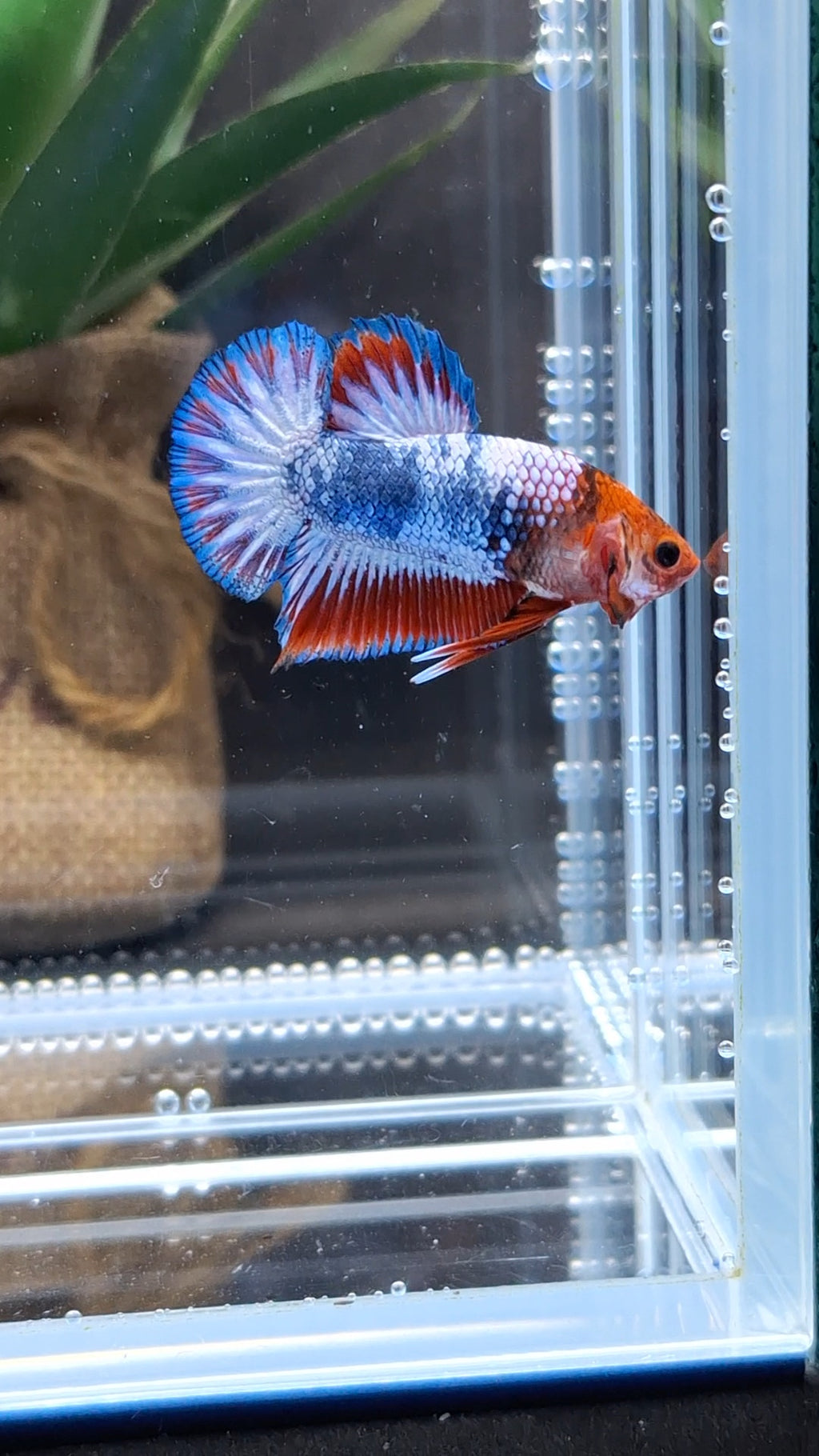 Fancy White Scale Plakat HMPK Betta Fish Male