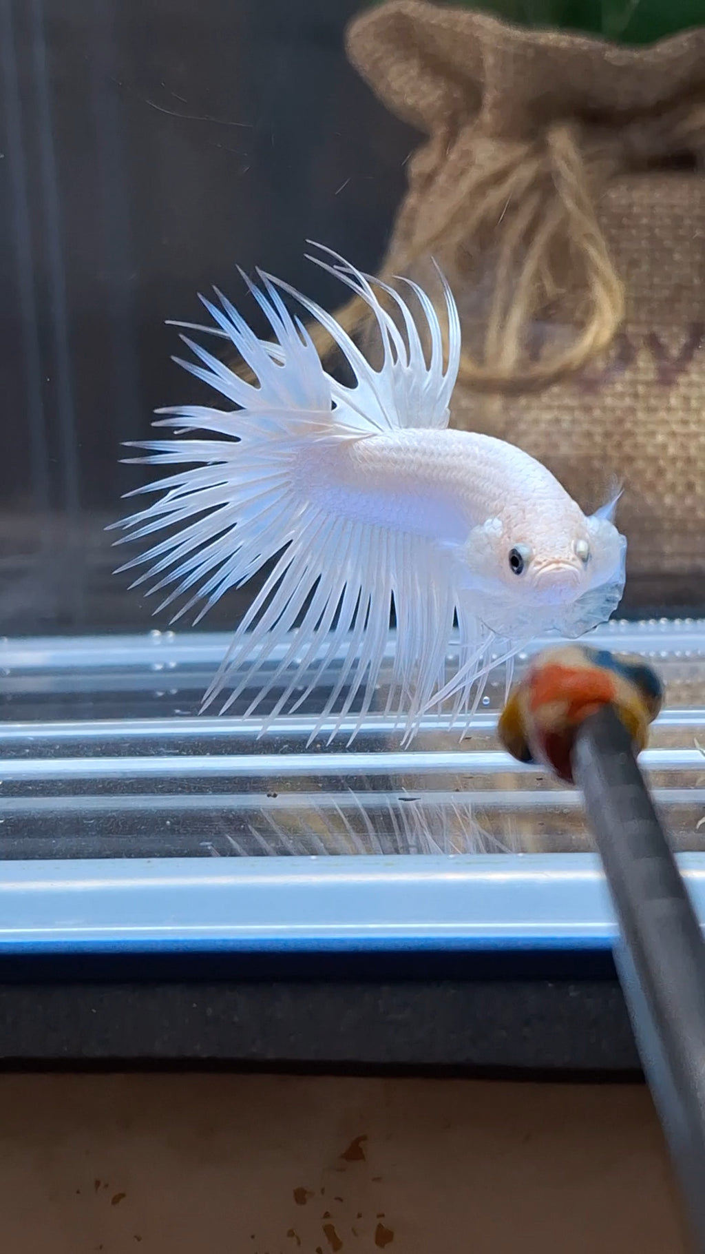 Premium Crowntail White Platinum Betta Fish Male