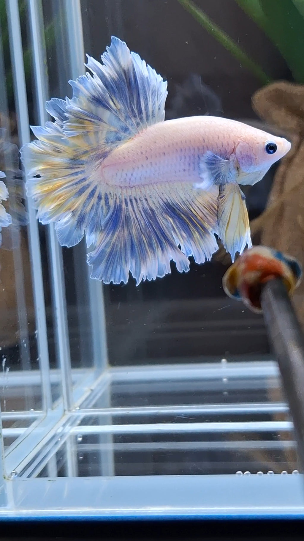 Feathertail Halfmoon Soft Grizzle Yellow Wash Rare Betta Fish Male