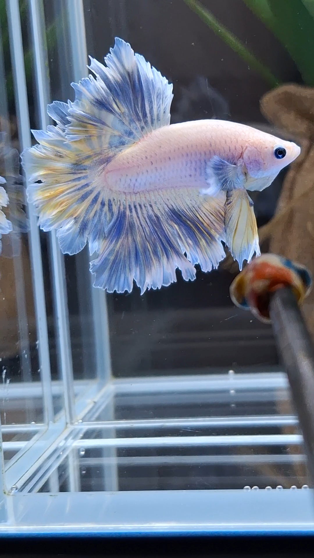 Feathertail Halfmoon Soft Grizzle Yellow Wash Rare Betta Fish Male