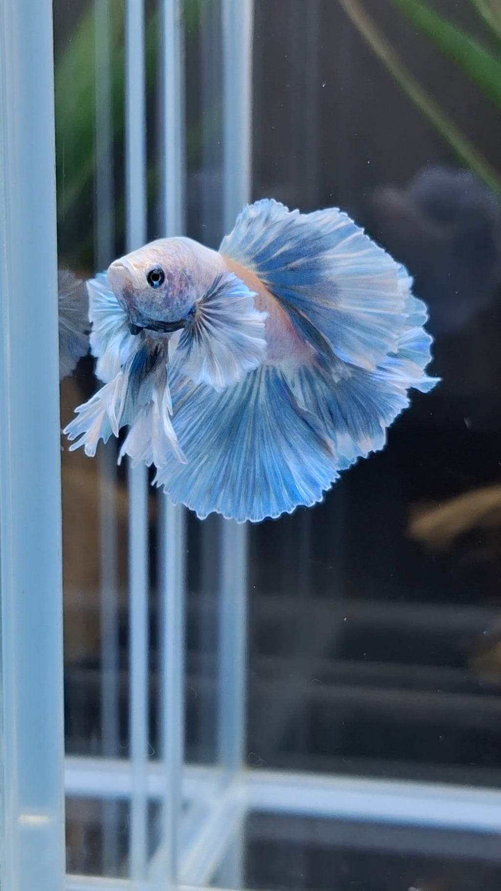 King Feathertail Rose Dumbo Ear Blue Sky Betta Fish Male