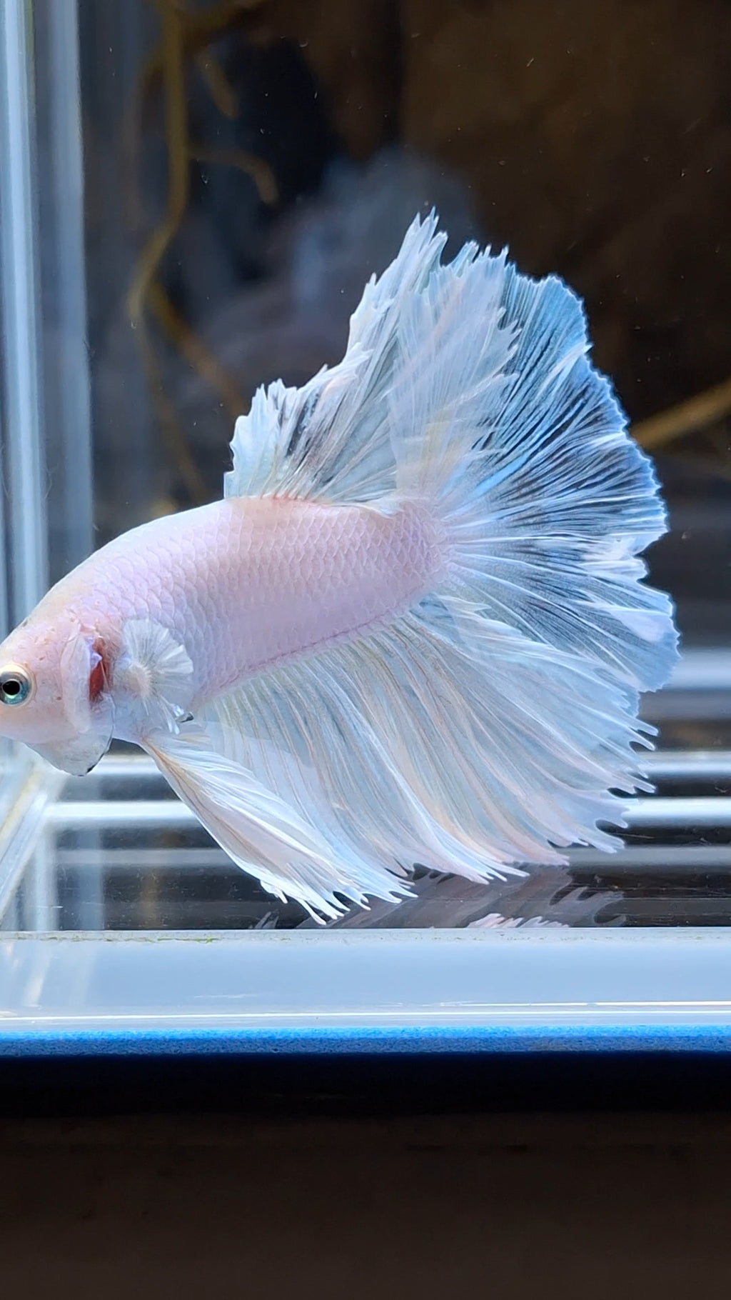 Halfmoon Feathertail White Unicorn Betta Fish Male