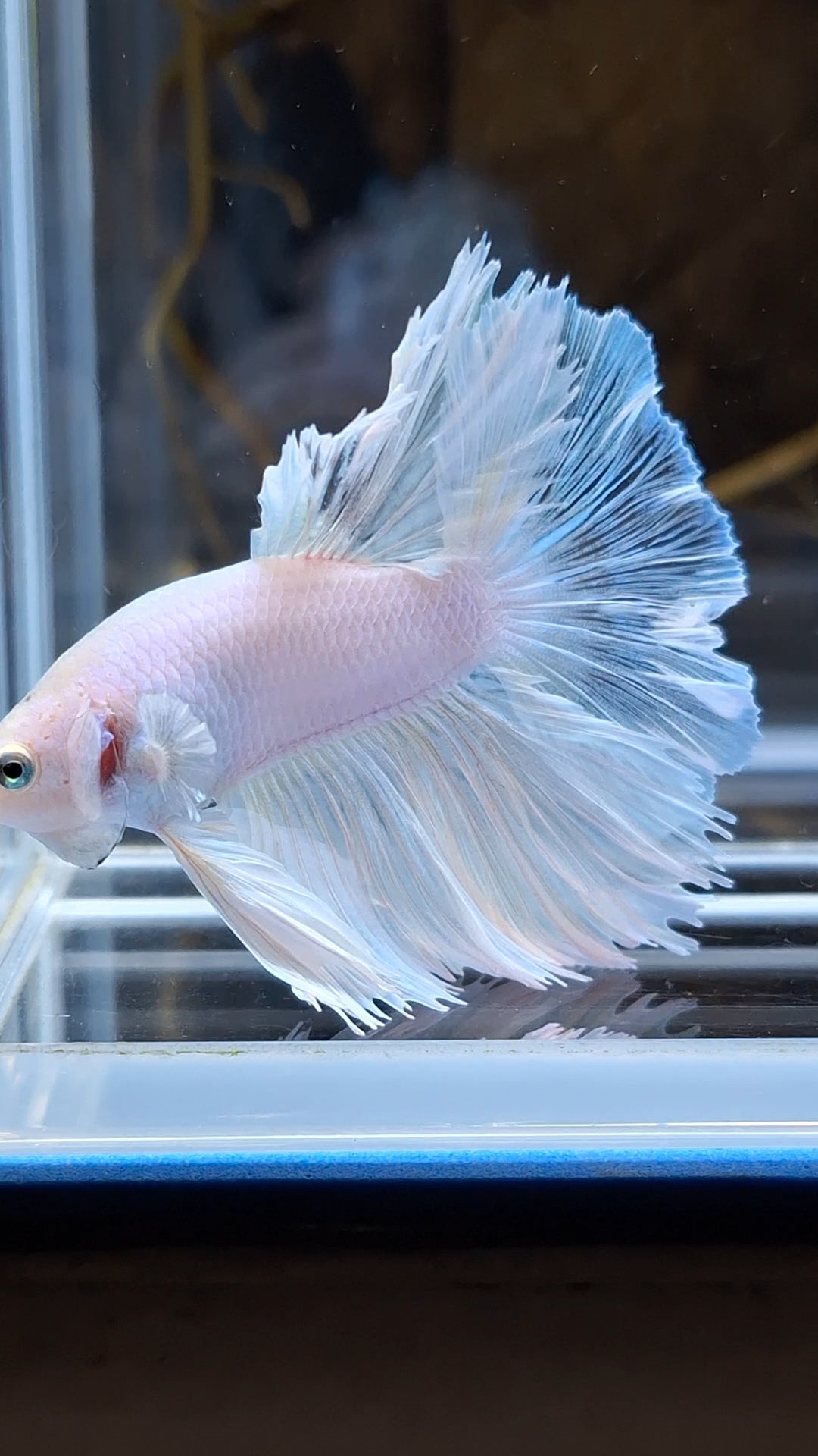 Halfmoon Feathertail White Unicorn Betta Fish Male