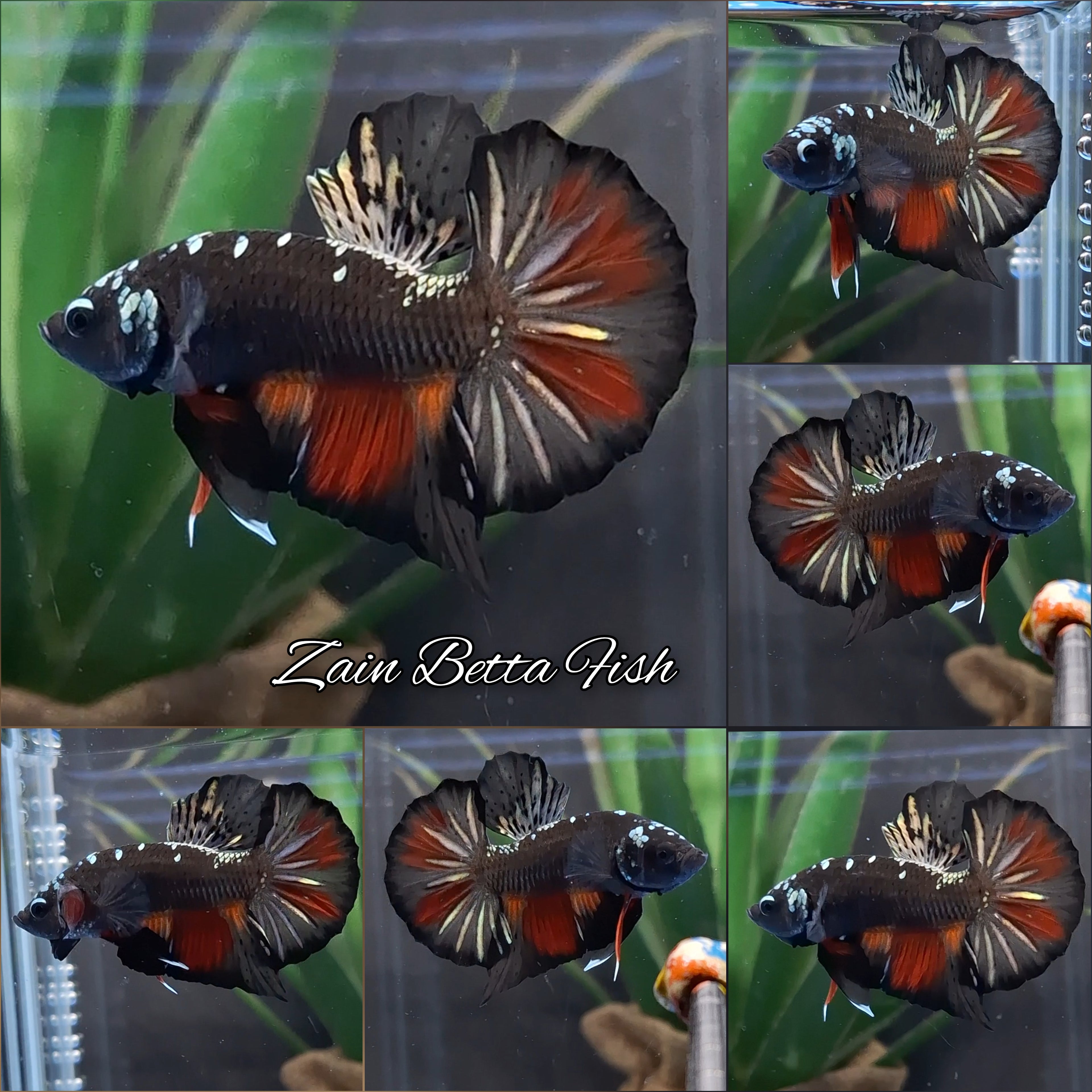 Avatar Black Variation Plakat HMPK Betta Fish Male