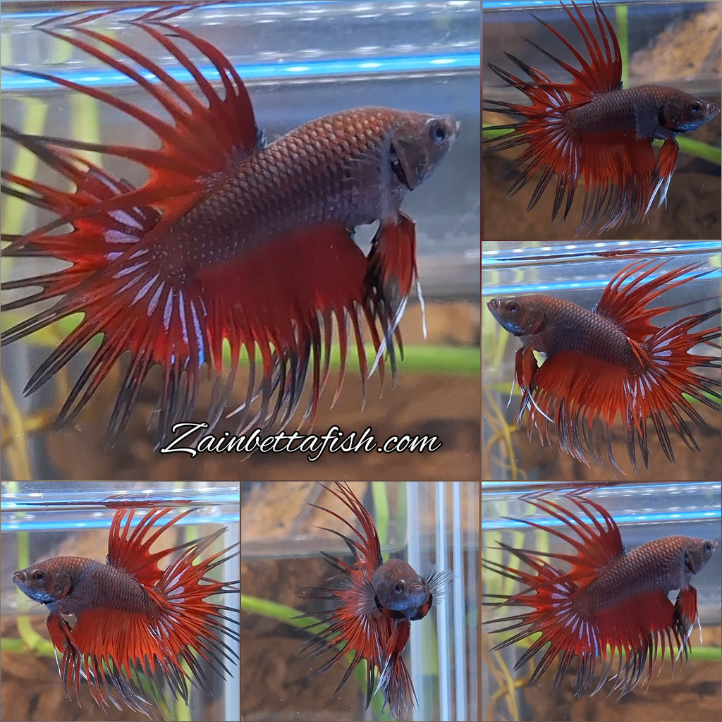 Crowntail Vampire Dark Red Betta Fish Male