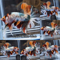 Candy Koi Copper Variant HMPK Betta Fish Male