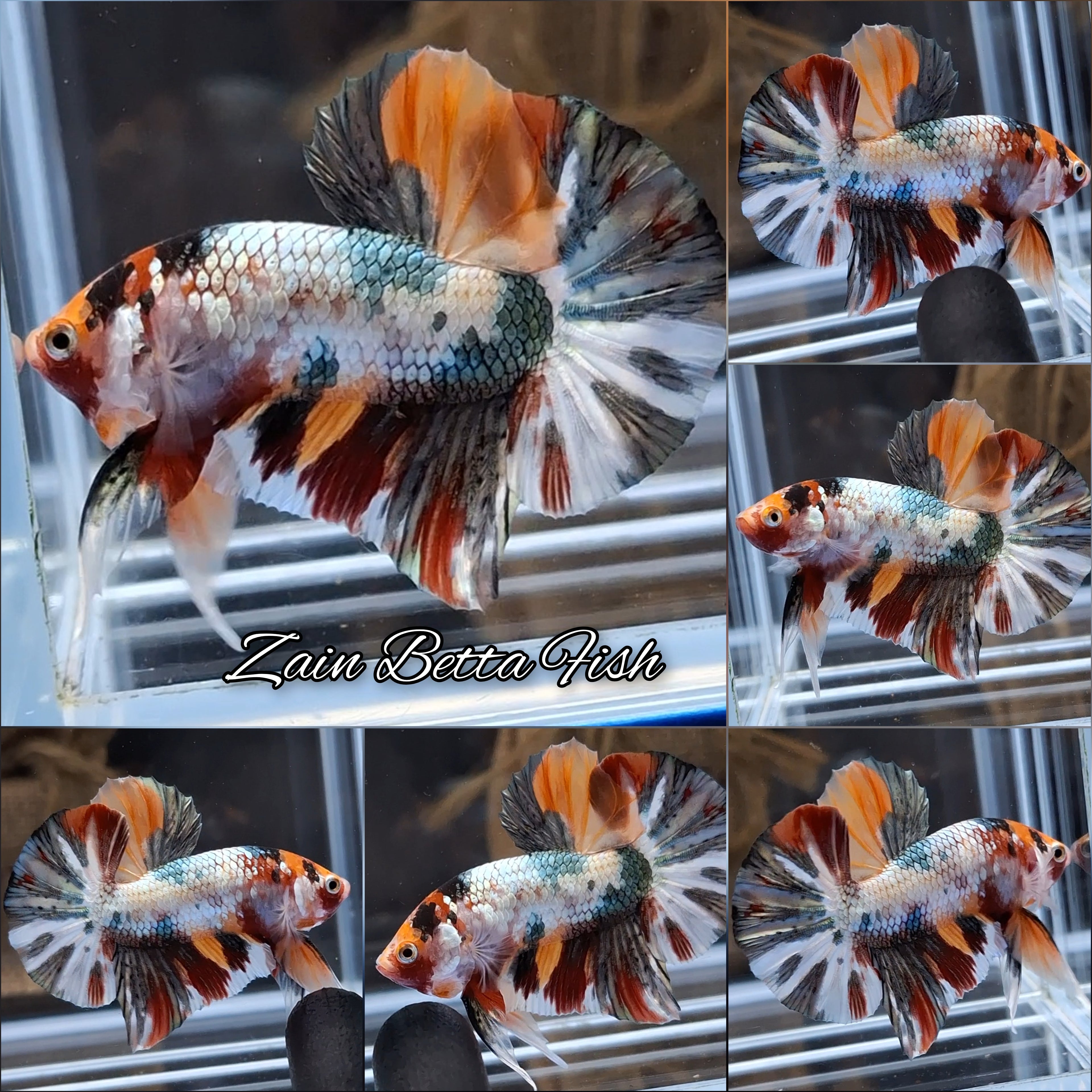 Candy Koi Copper Variant HMPK Betta Fish Male