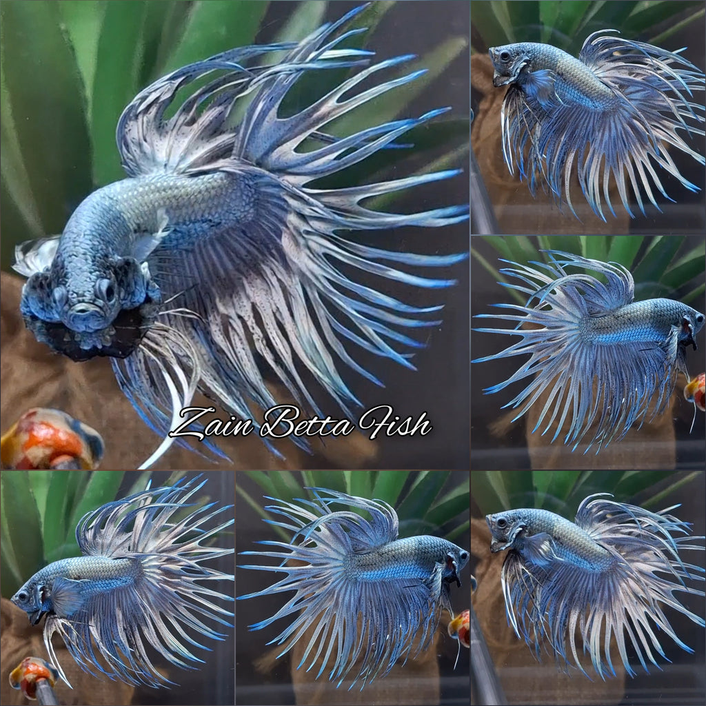Premium Crowntail Copper Large Size Betta Fish Male
