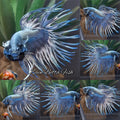 Premium Crowntail Copper Large Size Betta Fish Male