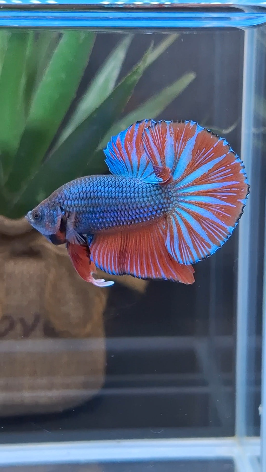 Big Tail Startail HMPK Betta Fish Male