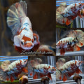 Red Koi Copper Gold Iron Man Plakat HMPK Betta Fish Male
