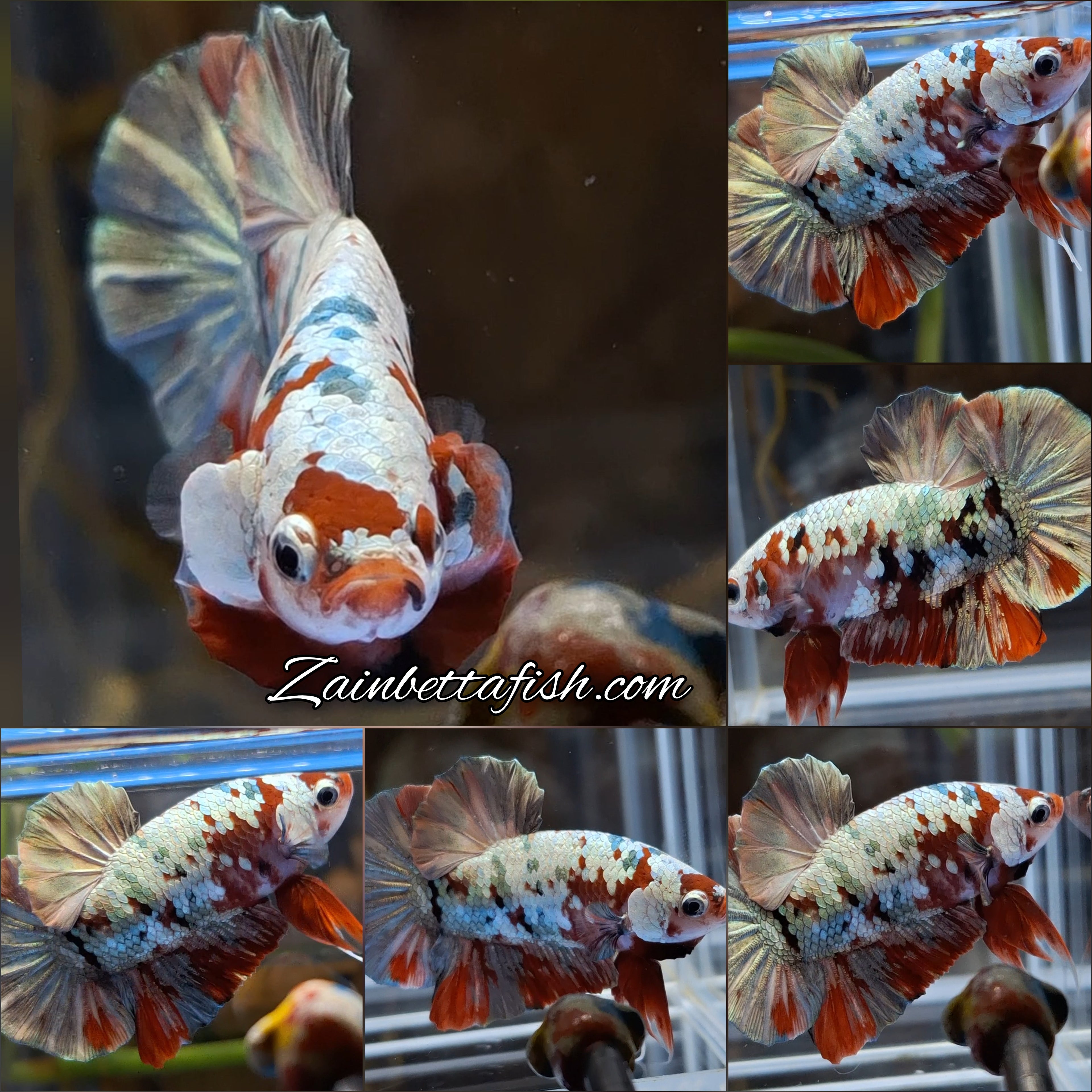 Red Koi Copper Gold Iron Man Plakat HMPK Betta Fish Male