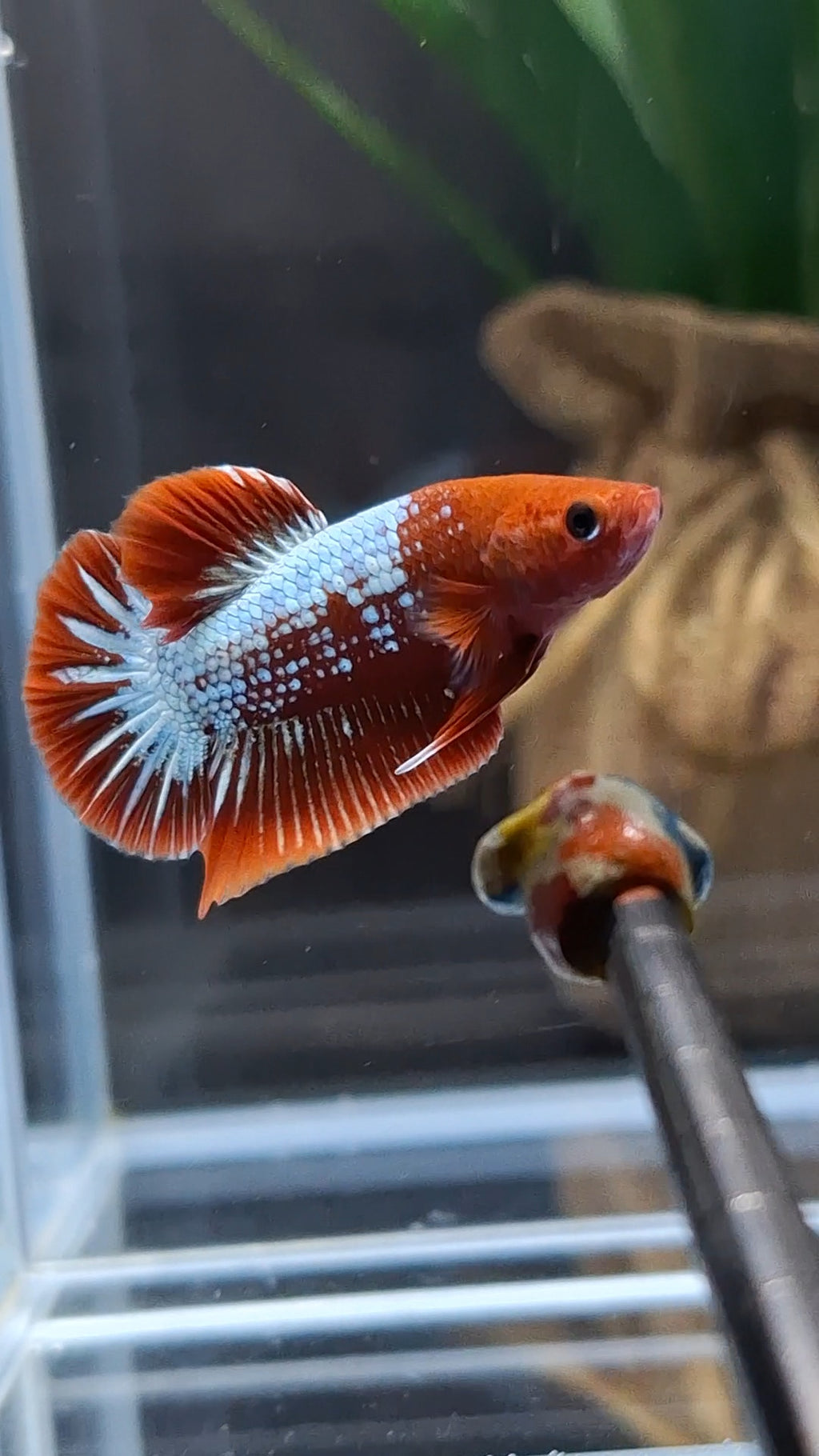 Red Fancy Copper FCCP Startail Plakat HMPK Betta Fish Male