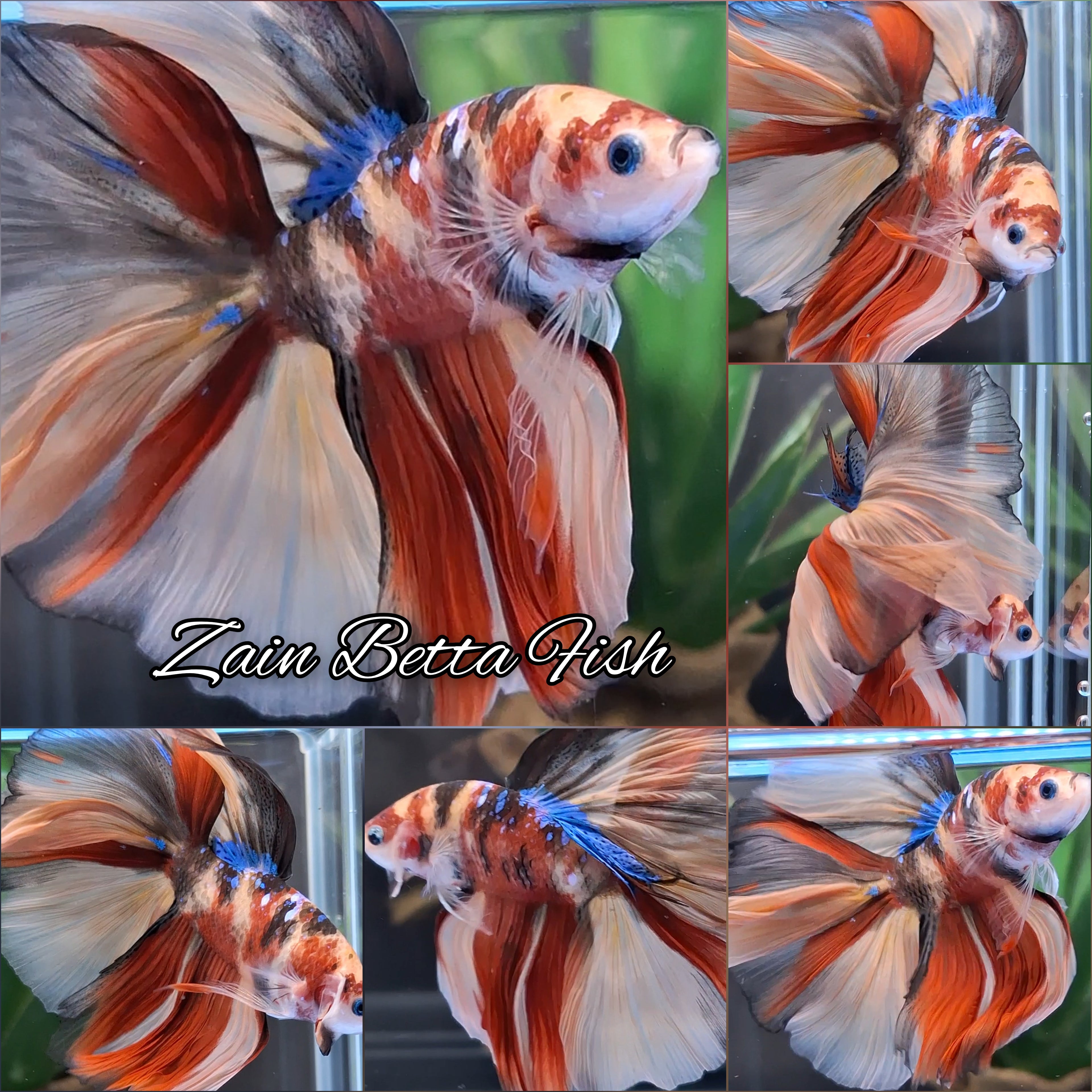 Over Halfmoon Rosetail The Tiger Nemo Galaxy Betta Fish Male