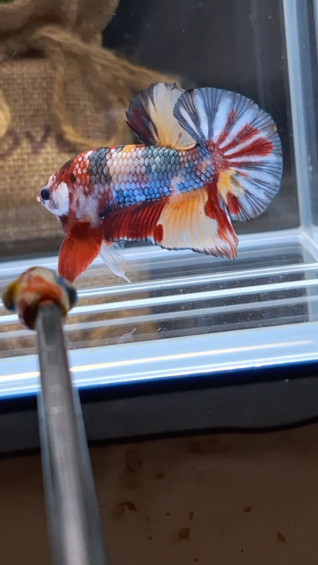 Candy Koi Copper Plakat HMPK Betta Fish Male