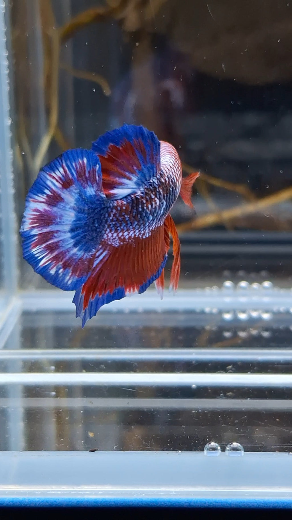 White Scale Fancy Plakat HMPK Betta Fish Male
