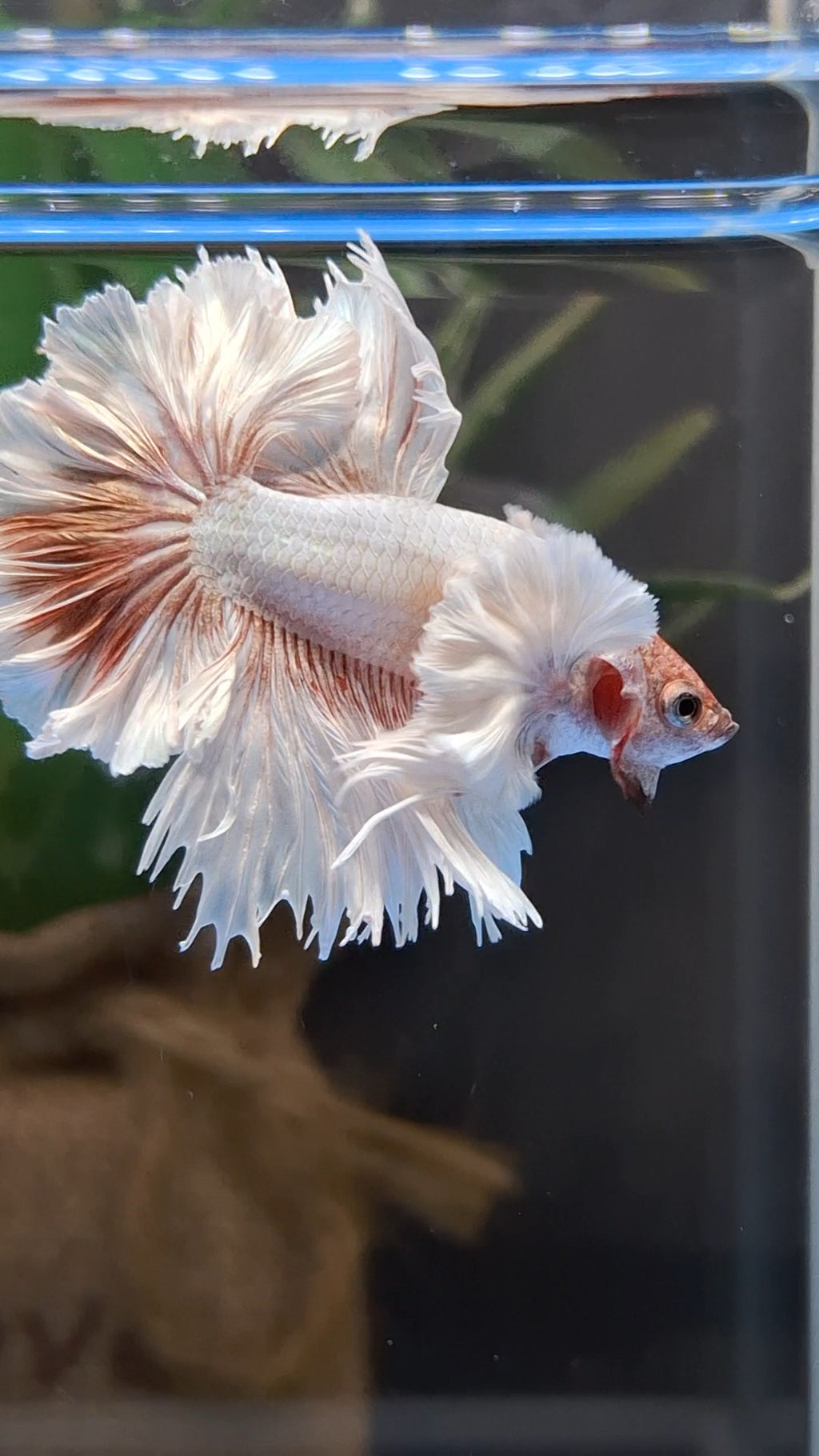Halfmoon King Feathertail Dumbo Ear Dragon Rose Gold Rare Betta Fish Male