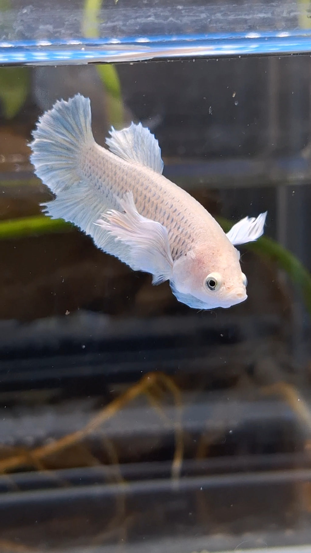 Dumbo Ear Halfmoon Pineapple Soft Yellow Female Betta Fish For Sorority / Breed