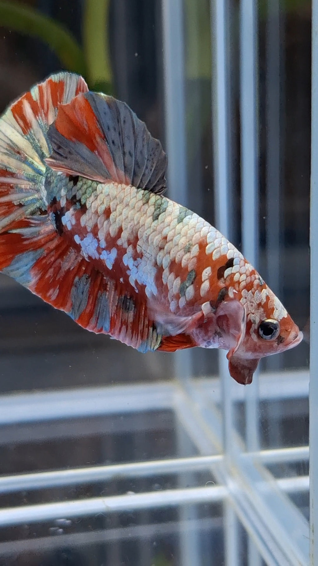 Red Koi Copper Gold Iron Man Plakat HMPK Betta Fish Male