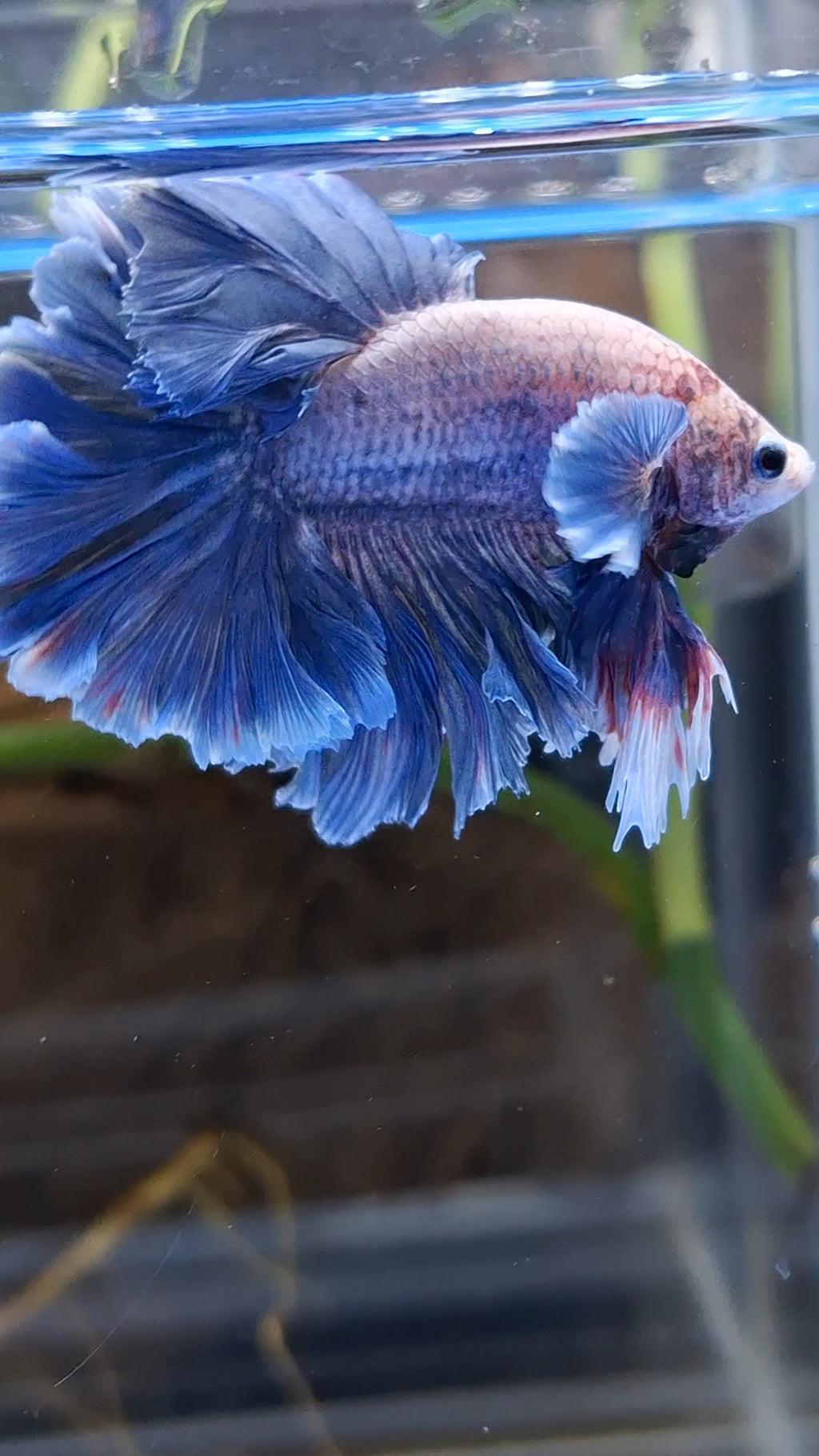 King Feathertail Big Ear Grizzle Betta Fish Male