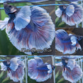 Super Dumbo Ear Halfmoon Blue Butterfly Betta Fish Male