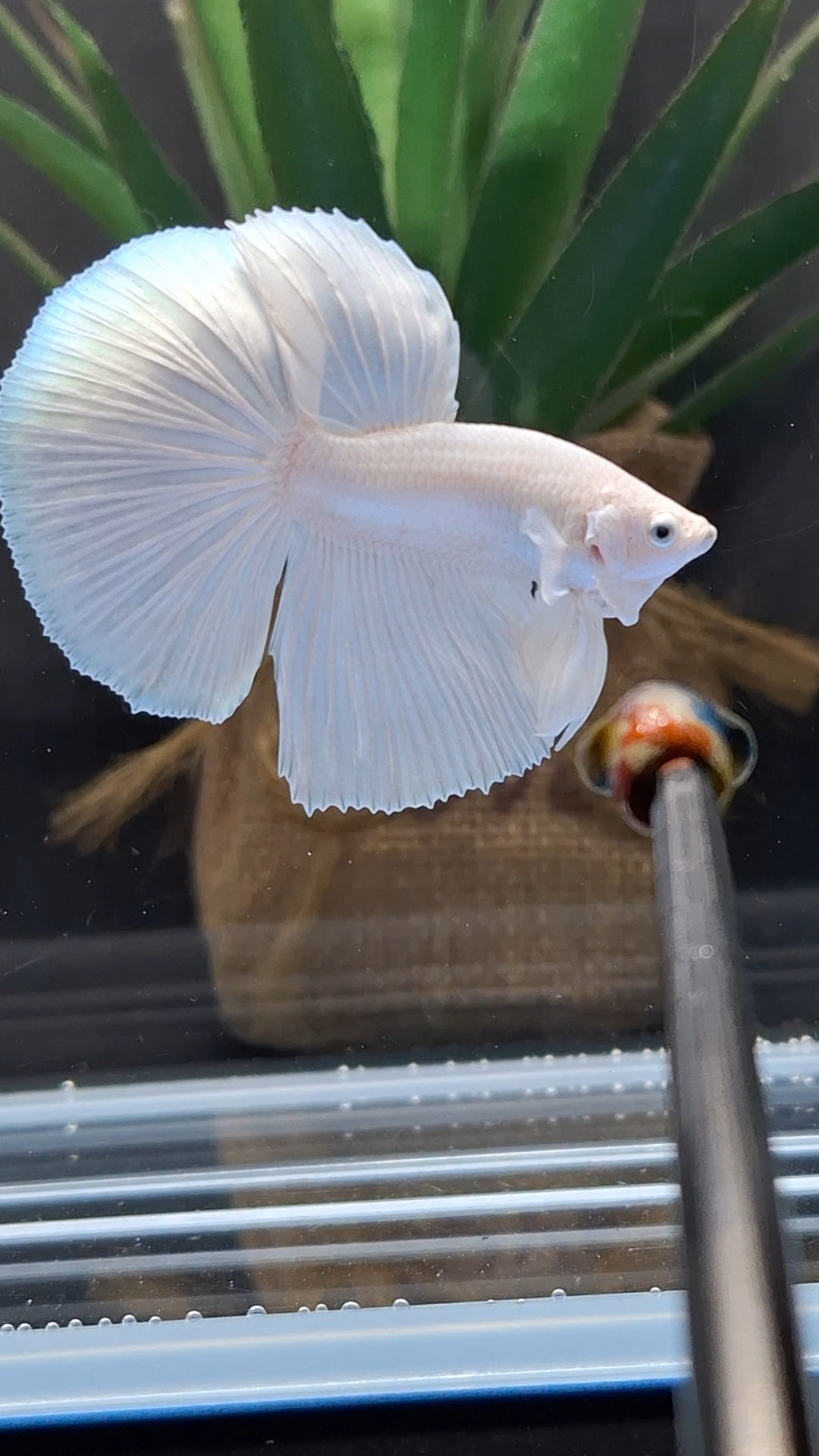 Halfmoon White Platinum Betta Fish Male