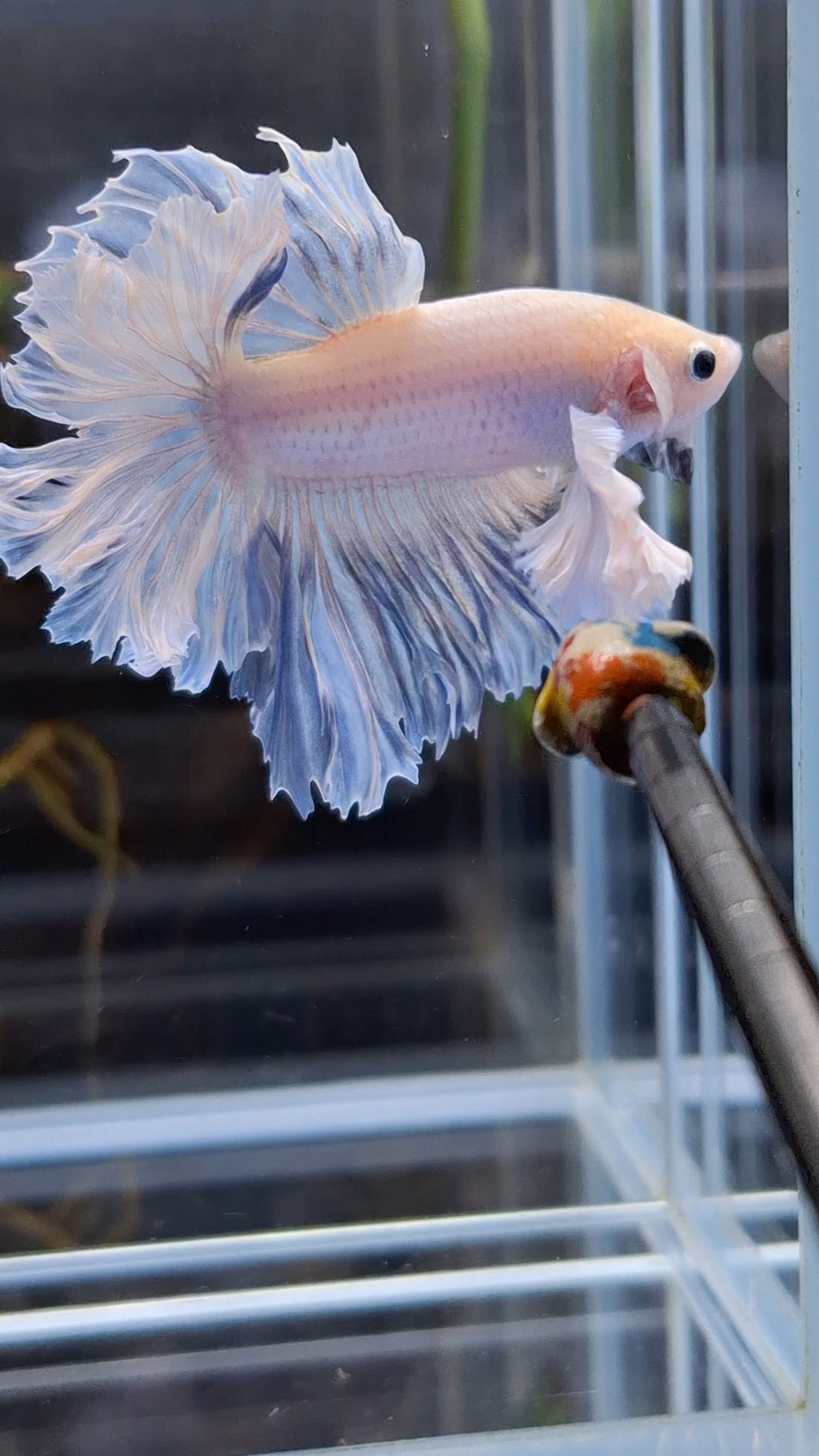 King Feathertail Halfmoon Rose Dumbo Ear Premium Rare Betta Fish Male
