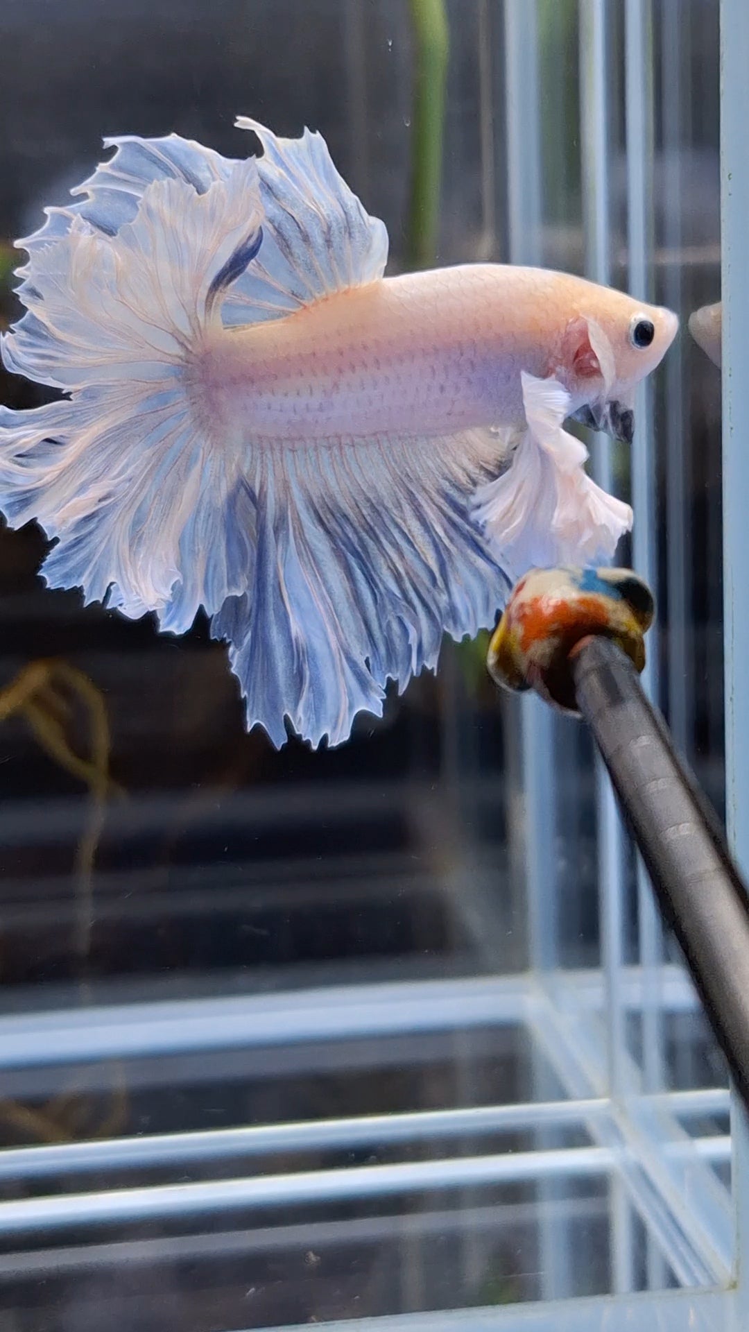 King Feathertail Halfmoon Rose Dumbo Ear Premium Rare Betta Fish Male
