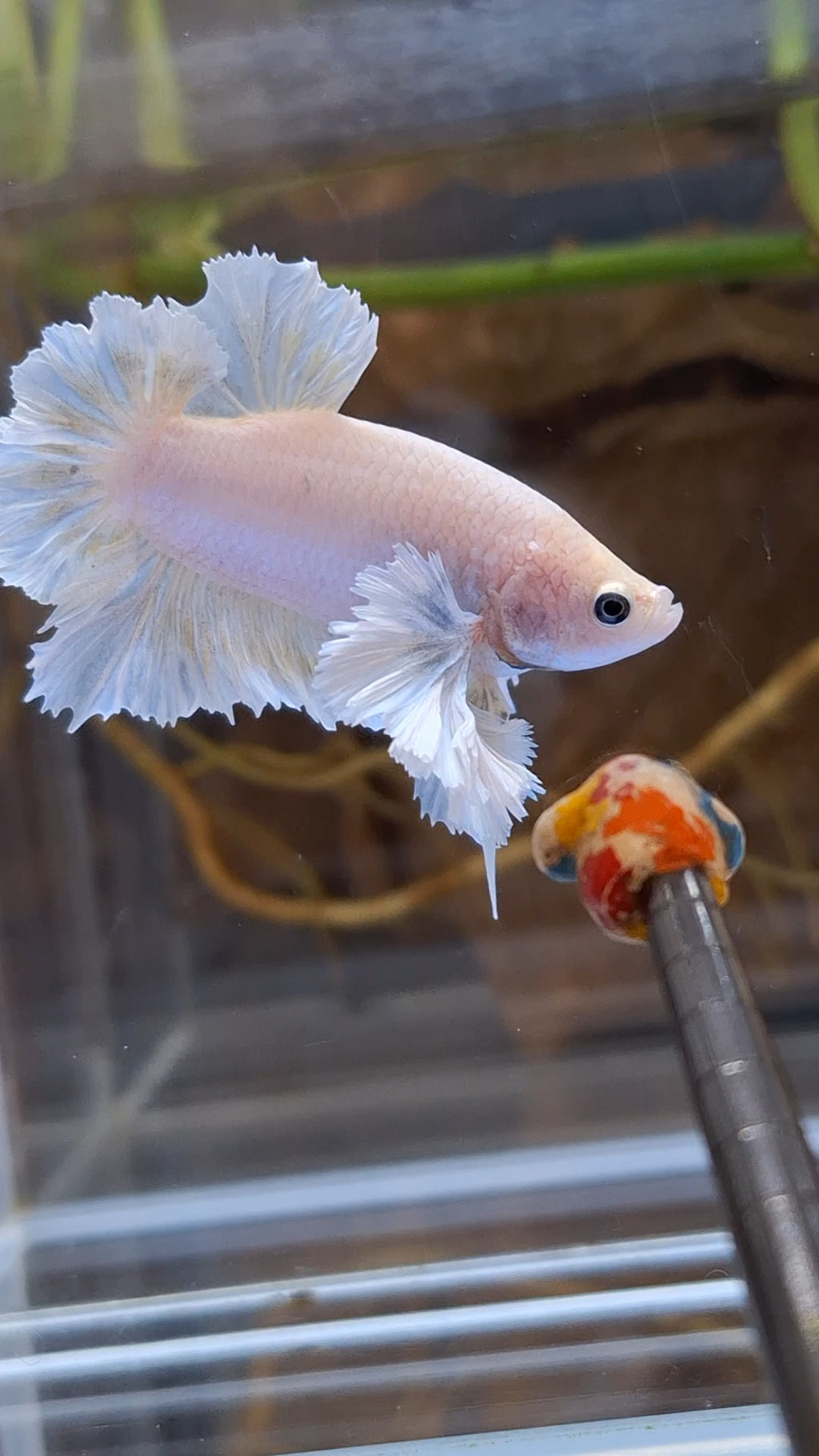 Premium Super Dumbo Ear Rose Rare Betta Fish Male