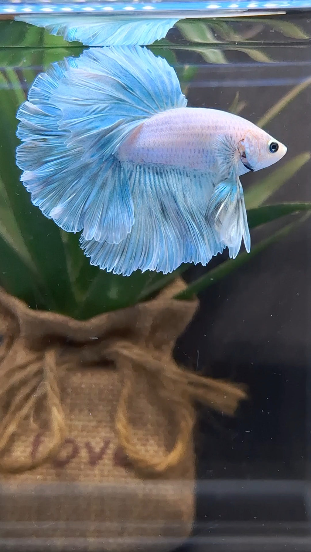 Halfmoon Pastel Blue Sky Alicorn Betta Fish Male