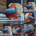HMPK Copper Fancy Startail Betta Fish Male
