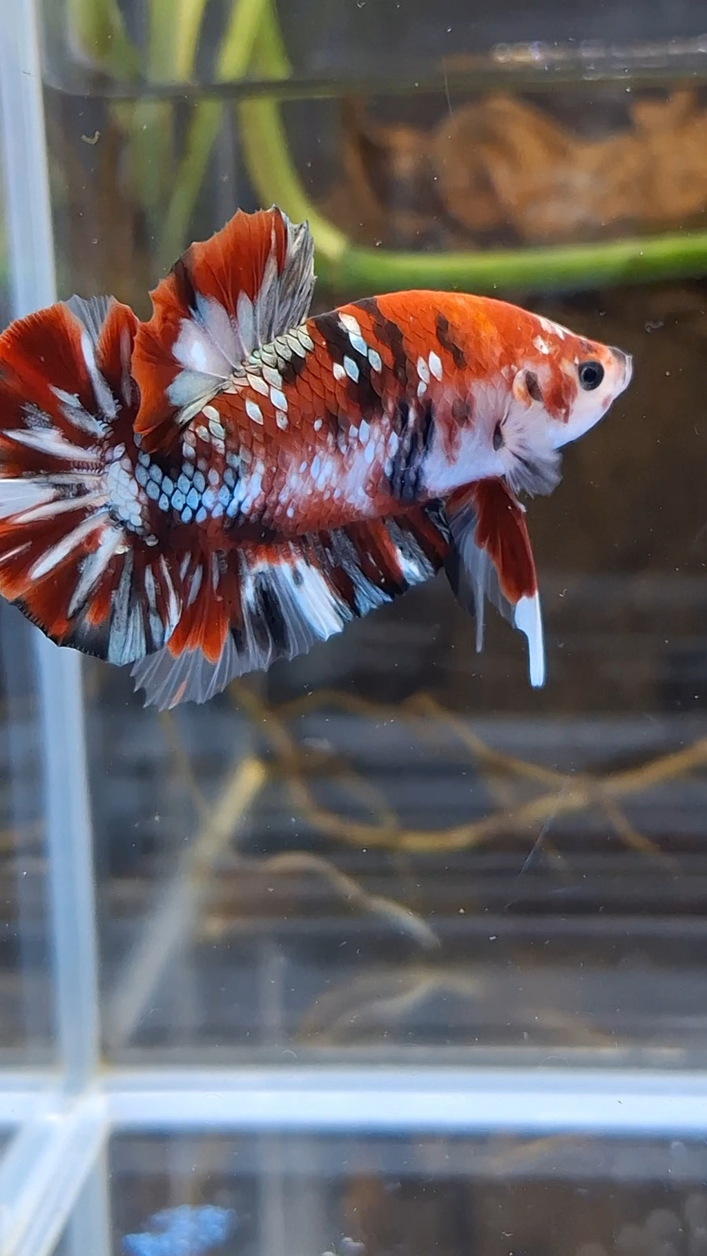 Red Koi Copper Gold Iron Man Plakat HMPK Betta Fish Male