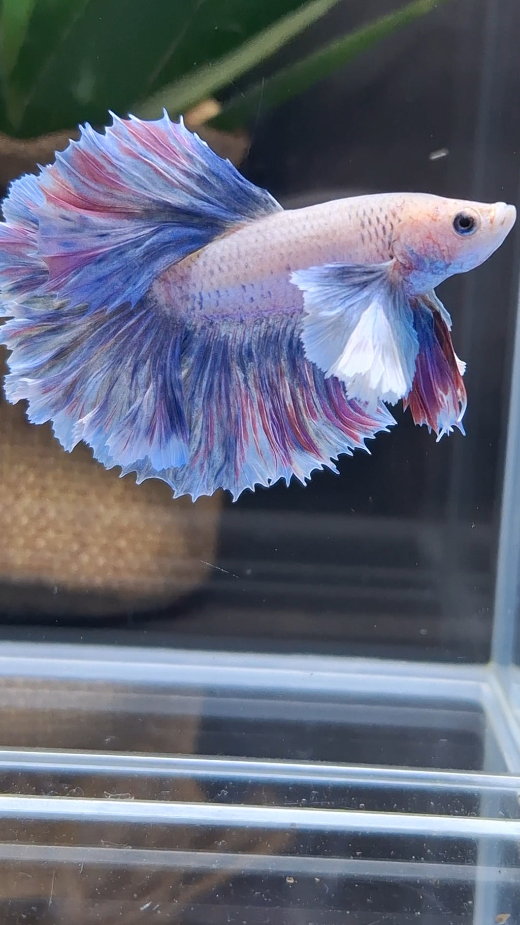 Dumbo Ear Halfmoon Rosetail Blue Sky Purple Wash Betta Fish Male
