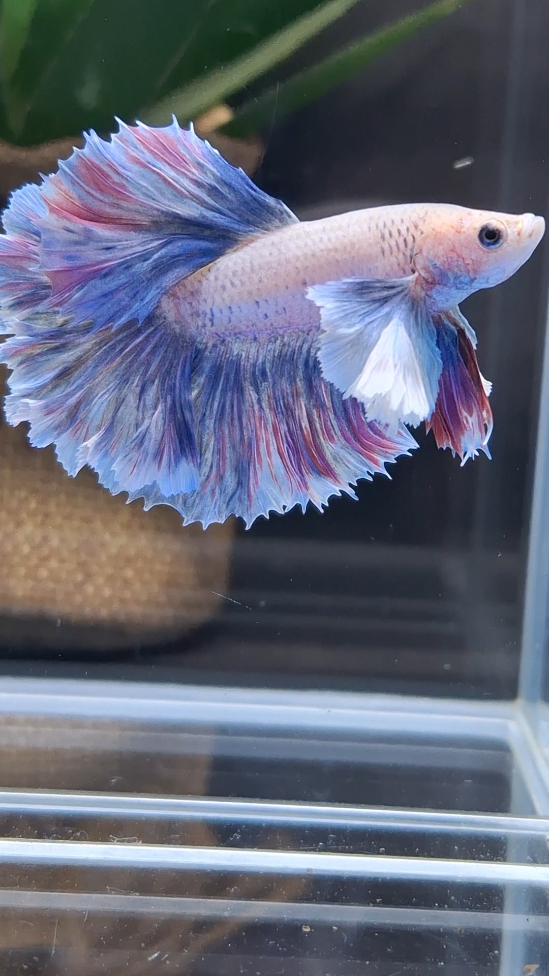 Dumbo Ear Halfmoon Rosetail Blue Sky Purple Wash Betta Fish Male