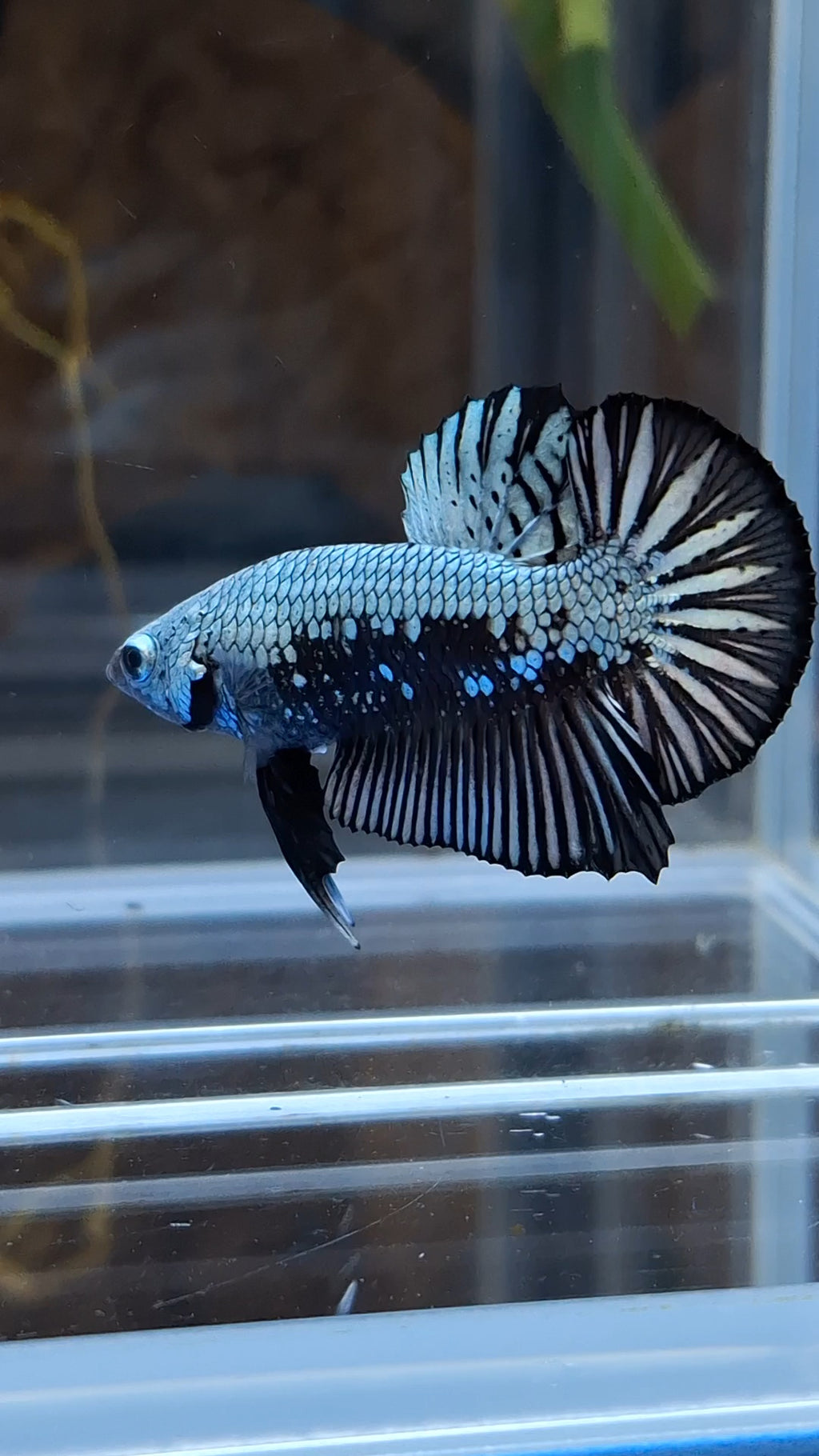 Samurai Plakat HMPK Betta Fish Male