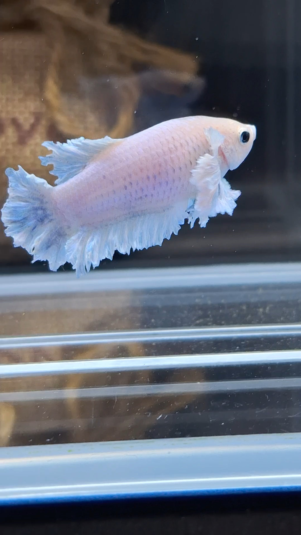 King Feathertail Rose Dumbo Ear Female Betta Fish For Sorority / Breed