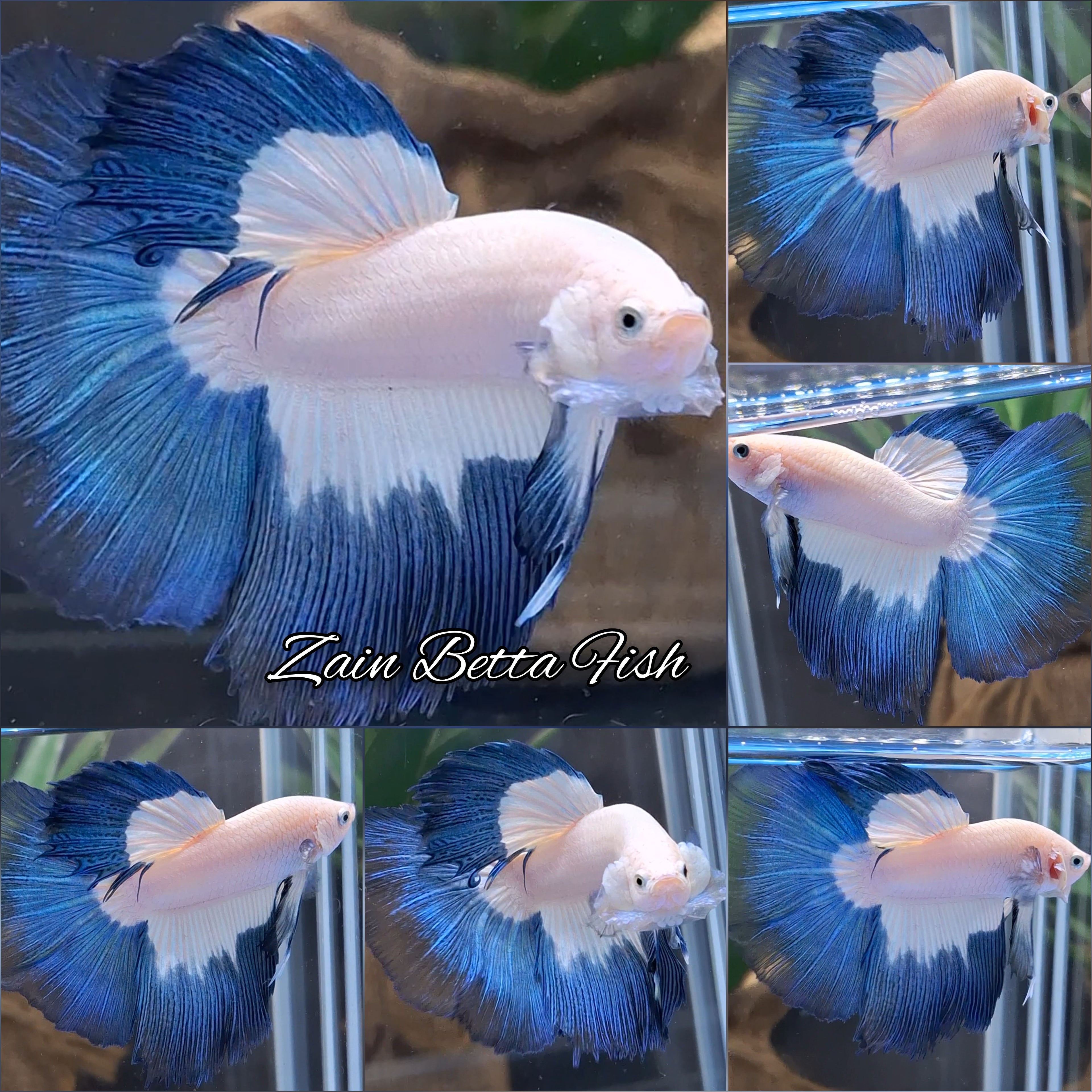 Halfmoon Blue Rim Betta Fish Male