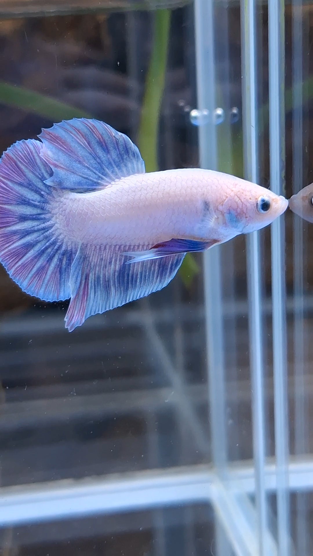 Hologram Aurora Pink Purple Plakat HMPK Rare Betta Fish Male