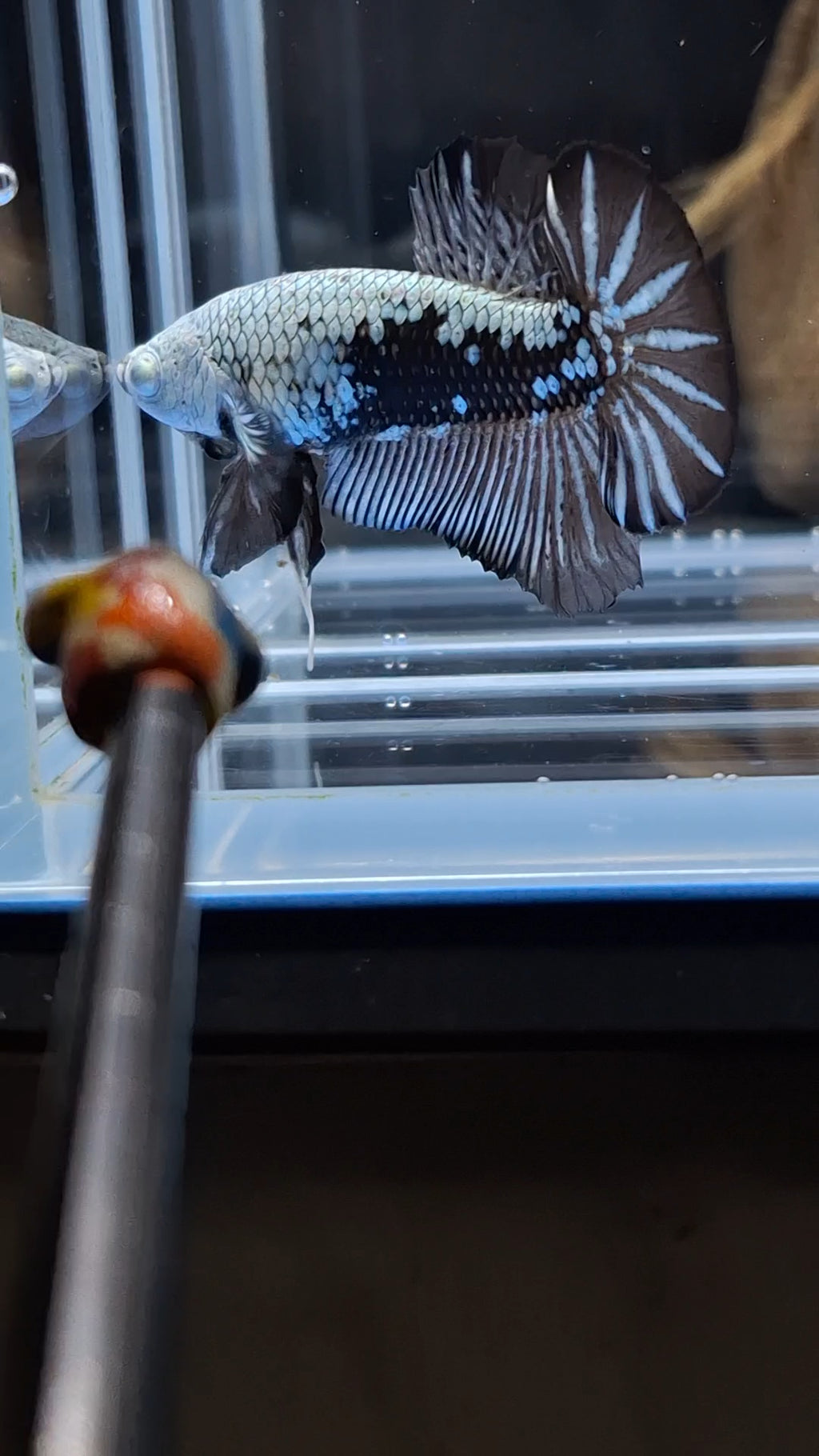 Samurai Plakat HMPK Betta Fish Male