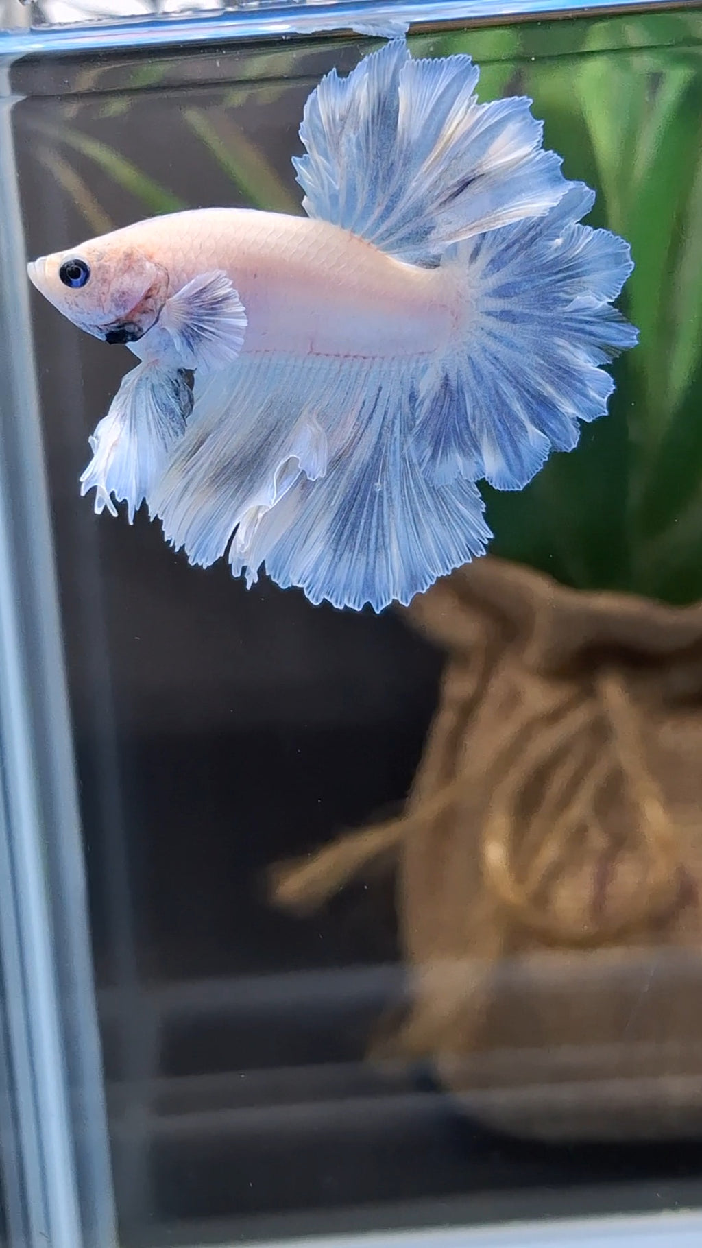 King Feathertail Pastel Blue Sky Betta Fish Male