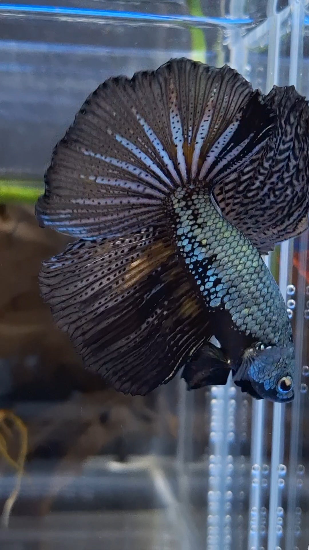 Halfmoon Black Dragon Copper Betta Fish Male