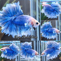 King Feathertail Big Ear Blue Sky Butterfly Rare Betta Fish Male